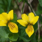 Yellow wood violet (Viola biflora)