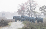 Elephants crossing