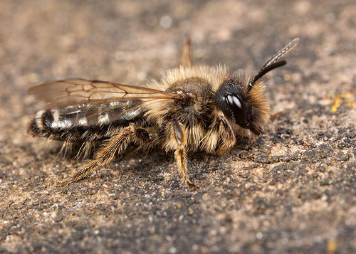 [i]Andrena flavipes[/i] male. Cubbington churchyard, Warwickshire, March 2012.