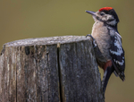 woodpecker fledgling