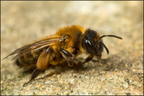 Newly-emerged [i]Andrena nigroaenea[/i] female. Staffordshire, April 2015.
