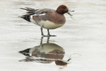 Waterfowl portfolio
