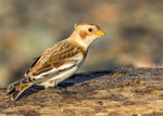 Snow Bunting 2
