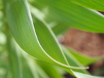P40500080015