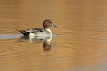 Northern Pintail (male), Bosque del Apache, New Mexico