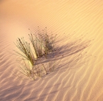 Dune Shadows. EDC099
