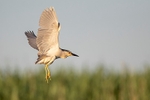 Night Heron