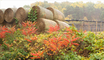 OCTOBER COLOUR - NORFOLK COUNTY