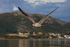 Herring Gull flying behind boat, Norway