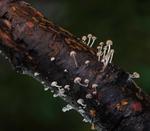 Fungi, Cholmondeley castle