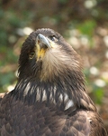 Young Bald eagle