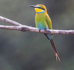 Swallow Tailed Bee Eater