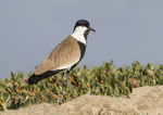 Spur-winged Lapwing.