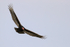 Turkey Vulture in flight, Blue Cypress Lake, Florida
