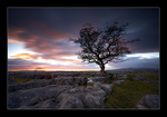 One Little Tree