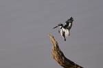 Pied Kingfisher