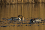 Pintail (record shot) viewd from the 2nd screen at Otmoor RSPB