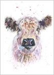 Galloway Highland Cow Fine Art Print 792
