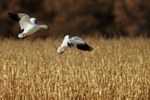 Snow Geese landing in cornfield, Bosque del Apache, New Mexico