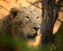 India-118
