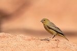 Greenish Yellow-Finch at Yerbas Buenas petroglyphs, Atacama Desert