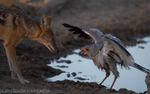 Black-backed Jackal and Goshawk
