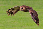 Tawny Owl in flight at the Birds of Prey Centre, Shuttleworth
