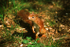 Red Squirrel
