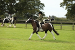 S41 - Ridden Equitation (Best Rider) portfolio