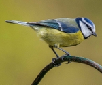 Eurasian Blue Tit