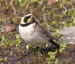 Shore Lark