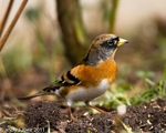 Brambling-1270