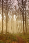 Misty Wood near Durham   ref 7095