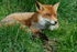 Fox 2