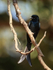 Black Drongo showing forked tail, Bandhavgarh, India