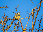Blue Tit