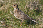Skylark standing in grass at Hengistbury Head