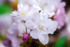 White Cherry Blossom - DSC_4498