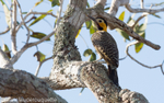 Campo flicker