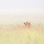 PEEK-A-MOO - BRUCE PENINSULA