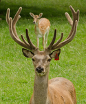 Red Deer