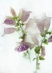 Foxglove 1