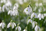 Snowdrops
