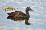 Eider