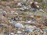 Snow Bunting
