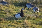 Barnacle Goose