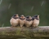 Juv Swallows