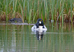 Goldeneye