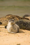 Common Seal