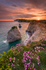 z1983 Pink Thrift at Sunset, Freshwater Bay